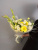 Букет" Последний звонок" с гермини арт 15244Дв Букет" Последний звонок" с гермини арт 15244Дв