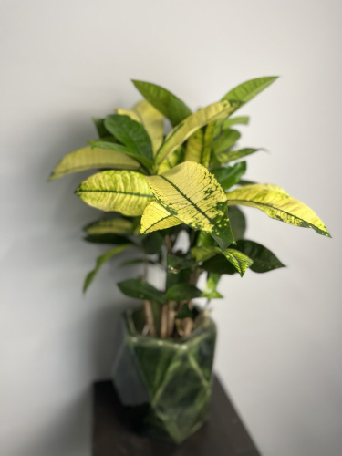 Кротон